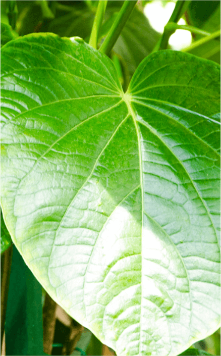what is kava kava leaf closeup